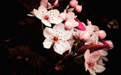 梨花头卷发棒教程_卷发棒 梨花头_梨花头卷发打理技巧