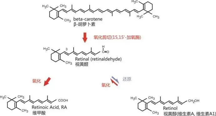 番茄的营养成分及功效_番茄的起源与传播_番茄钟软件 pc