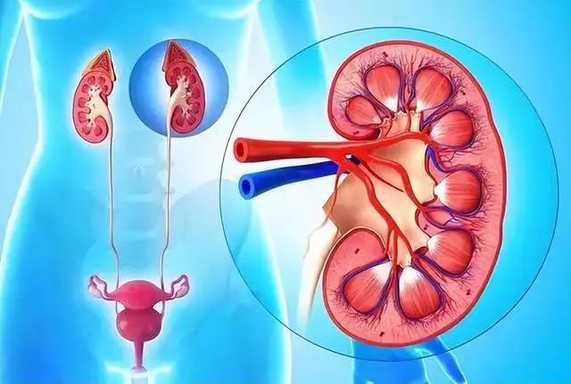 尿毒症透析能治好_尿毒症换了肾能痊愈吗_