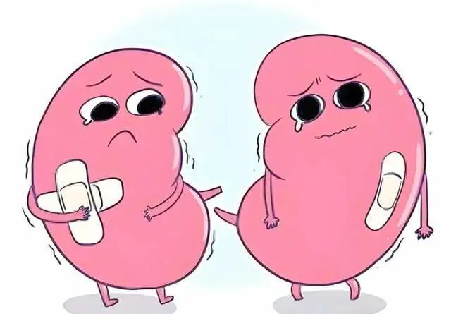 _尿毒症透析能治好_尿毒症换了肾能痊愈吗