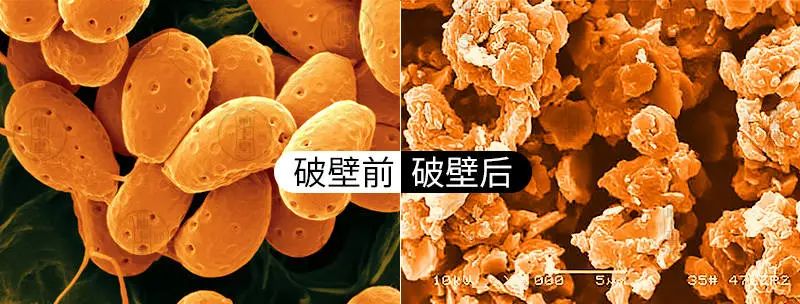 破壁率高的灵芝孢子粉_灵芝孢子粉破壁机_灵芝孢子粉破壁技术