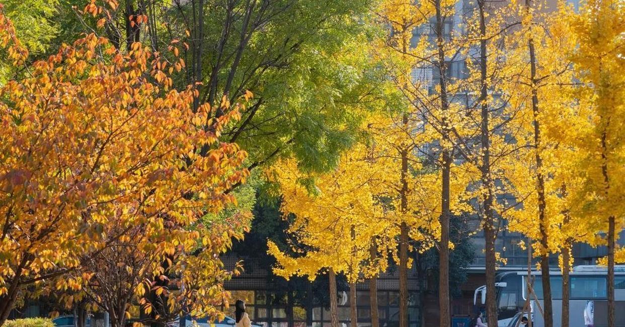 西北农林科技大学_西北农林科技大学学科实力排名_西北农林科技大学985高校低分录取