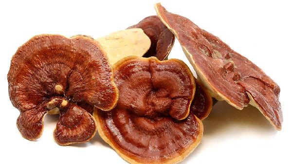 破壁机打碎干灵芝效果_破壁机可以干磨吗_灵芝破壁粉溶解吸收率提升