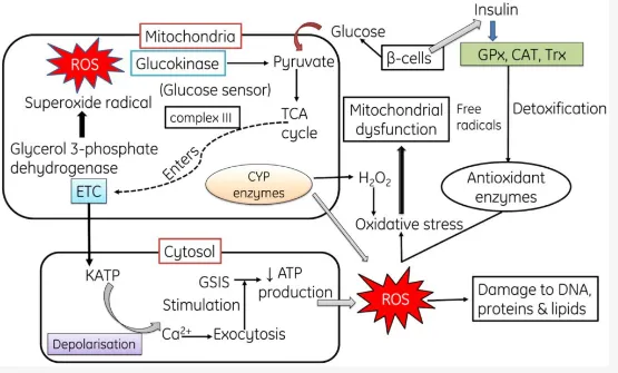 10种顶级抗氧化水果__抗氧化剂最高的水果