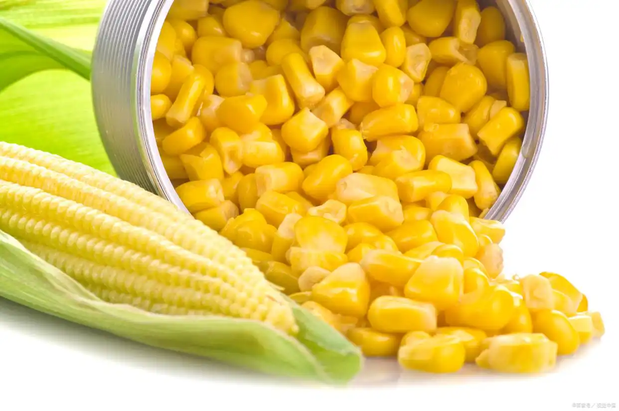 自制营养玉米汁_破壁机玉米汁做法_破壁机怎样做玉米汁