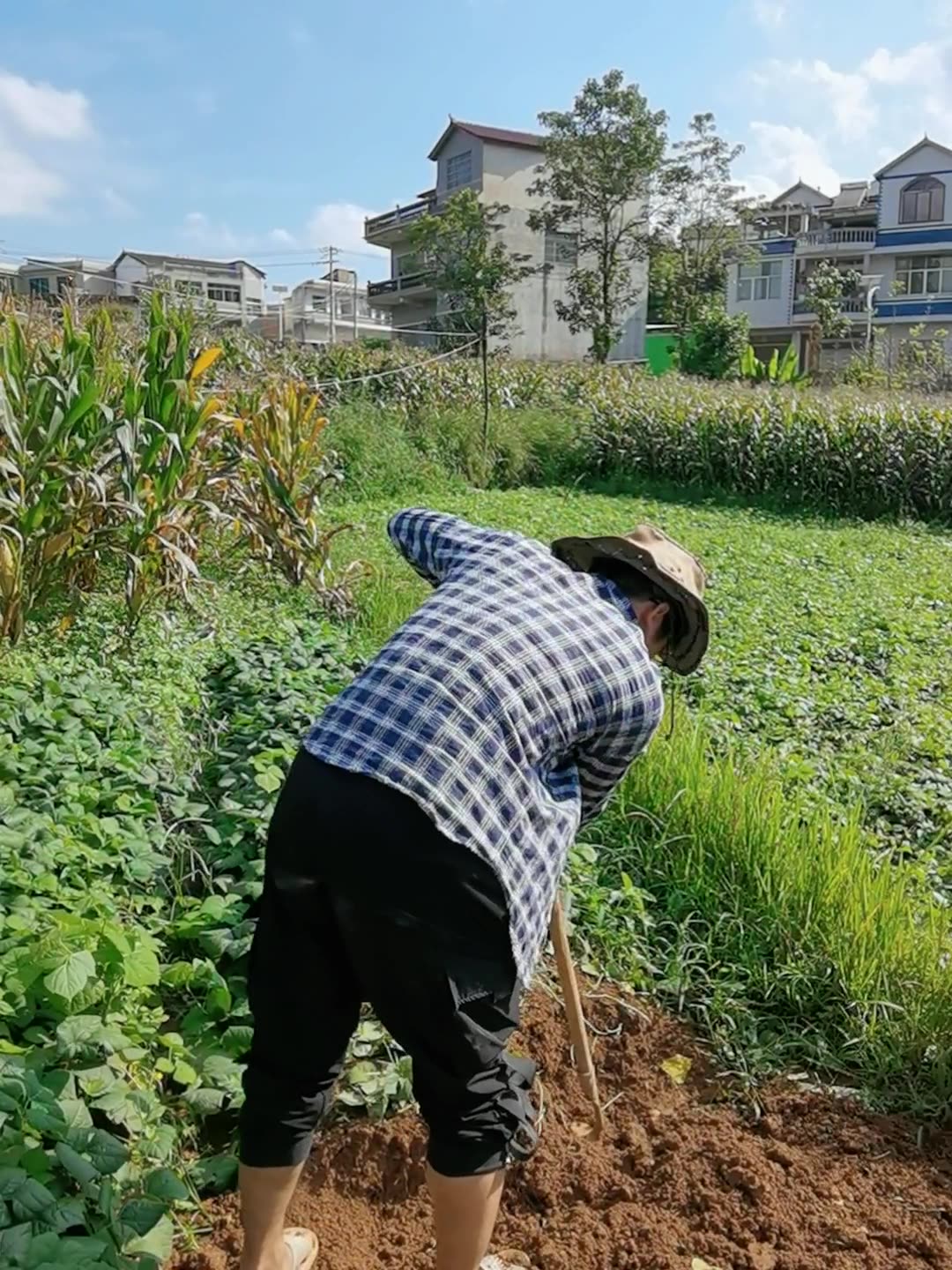 西北农林科技大学优势_农业科研实力_西北农林科技大学