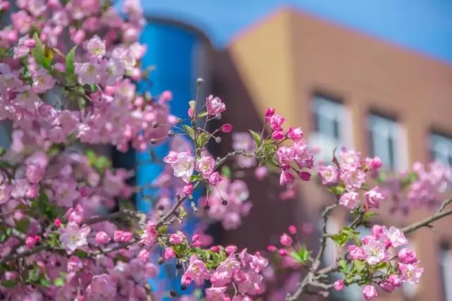北京第二外国语学院特色专业_北京第二外国语学院优势学科_北京外国语学院毕业
