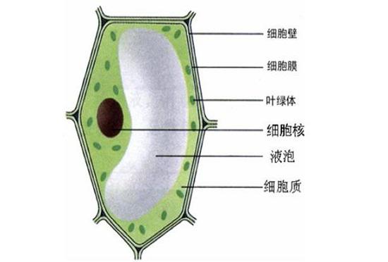 破壁机和原汁机_破壁机工作原理_破壁机破壁技术