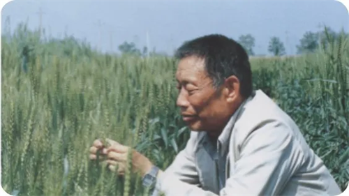 西农世界一流学科_西北农林科技大学985 211大学_西北农林科技大学