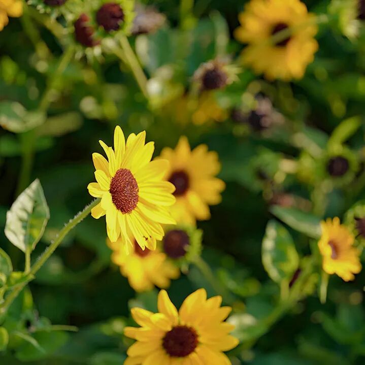 大路灯 近视防控 青少年近视_什么是大路灯