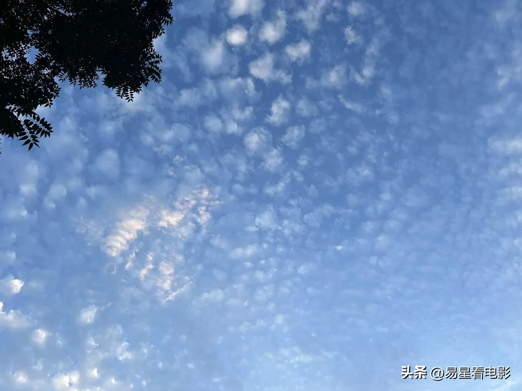 大路灯评价两极分化_大路灯好不好用_大路灯对孩子视力的影响