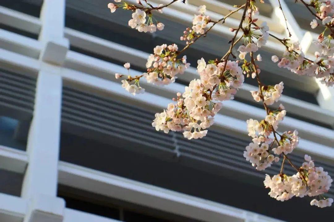 北京外国语大学深造率_北京外国语学院毕业_北京外国语大学考研情况