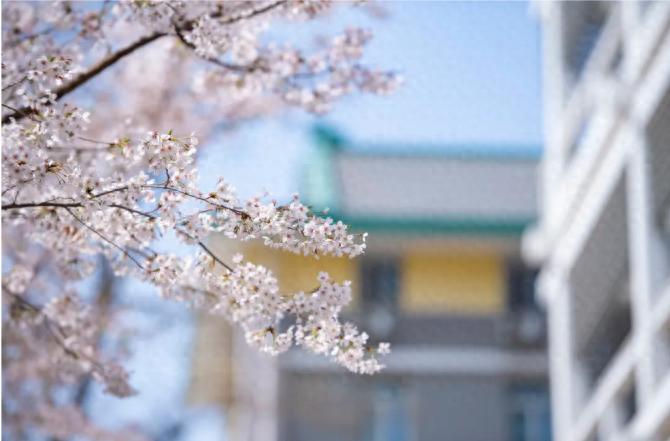 北京外国语大学招生章程_北京外国语大学招生计划_北京外国语学院毕业