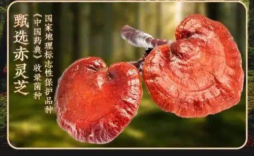 灵芝孢子破壁机_芝康纪破壁灵芝孢子粉_灵芝破壁孢子粉哪个牌子好