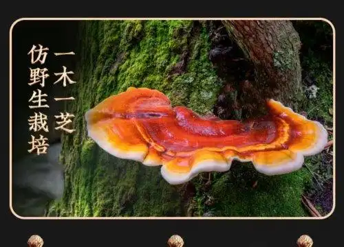 灵芝破壁孢子粉哪个牌子好_灵芝孢子破壁机_芝康纪破壁灵芝孢子粉
