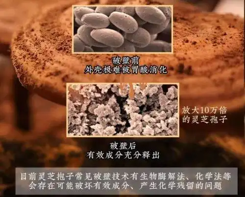灵芝孢子破壁机_芝康纪破壁灵芝孢子粉_灵芝破壁孢子粉哪个牌子好
