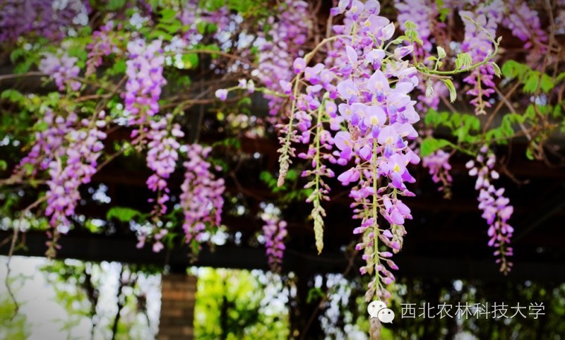 西北农林科技大学报考指南_西农专业特色介绍_西北农林科技大学