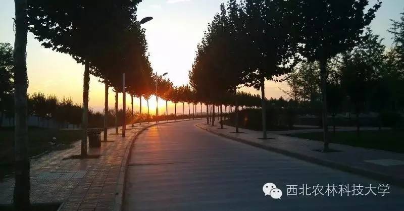 西北农林科技大学报考指南_西农专业特色介绍_西北农林科技大学
