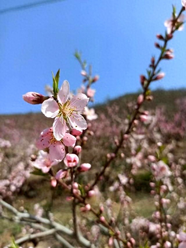 创业经验分享 民宿经营技巧_创业失败 案例_亲戚创业失败 饭店奶茶民宿经营困境