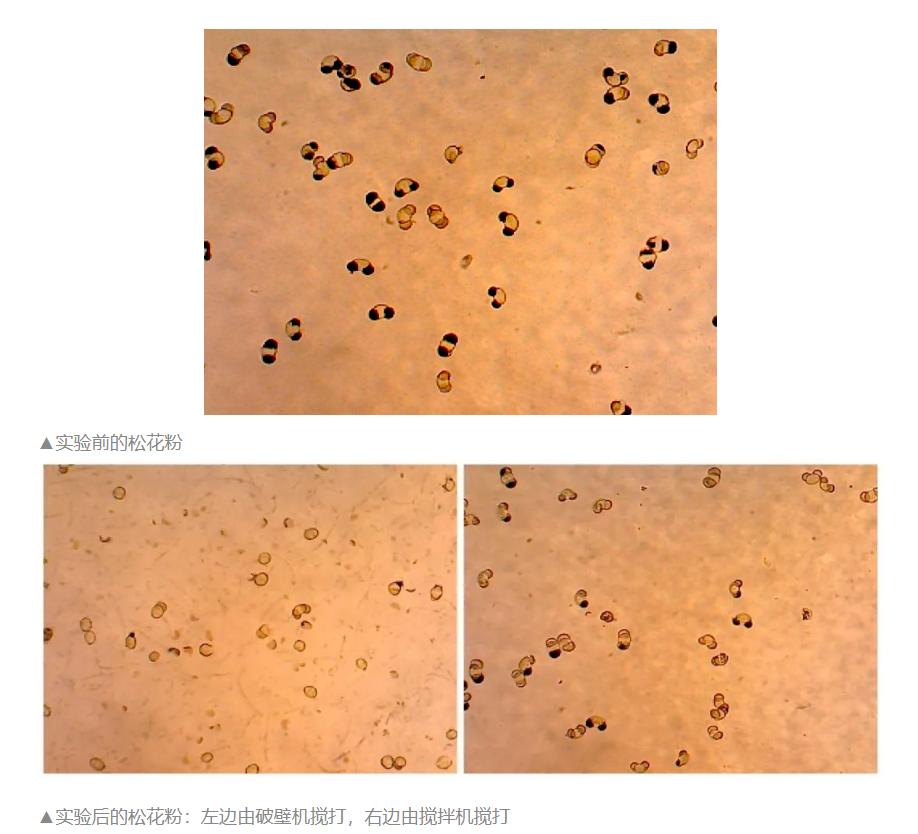 破壁机的搅拌棒怎么用_破壁机打破细胞壁效果怎么样_破壁机食物营养吸收率分析