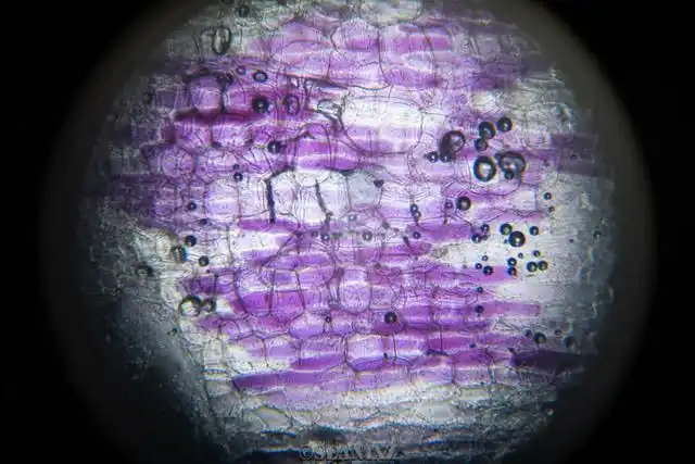 破壁机是什么 高速搅拌机 破壁机功能选择_破壁机抽真空