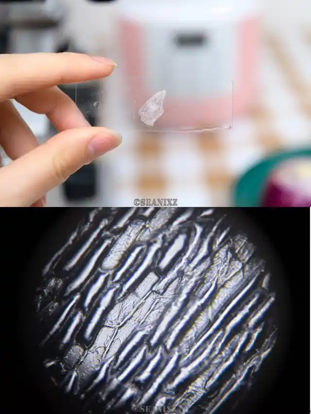 破壁机是什么 高速搅拌机 破壁机功能选择_破壁机抽真空