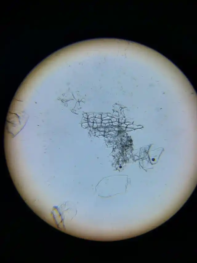 破壁机抽真空_破壁机是什么 高速搅拌机 破壁机功能选择