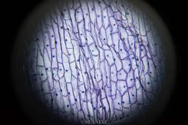 破壁机是什么 高速搅拌机 破壁机功能选择_破壁机抽真空