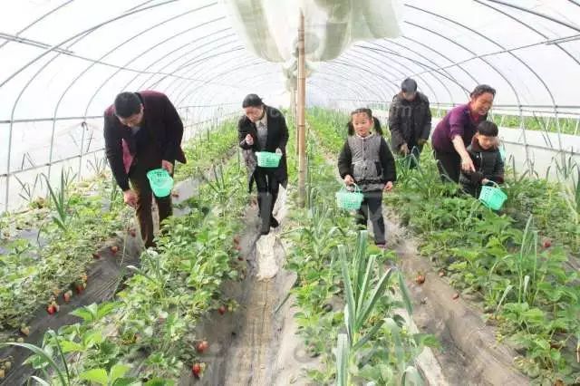 中国创业失败案例_山东大棚蔬菜种植补贴_90后返乡创业农场失败原因