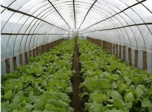 90后返乡创业农场失败原因_中国创业失败案例_山东大棚蔬菜种植补贴