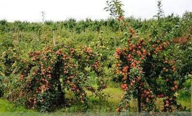 山东大棚蔬菜种植补贴_90后返乡创业农场失败原因_中国创业失败案例