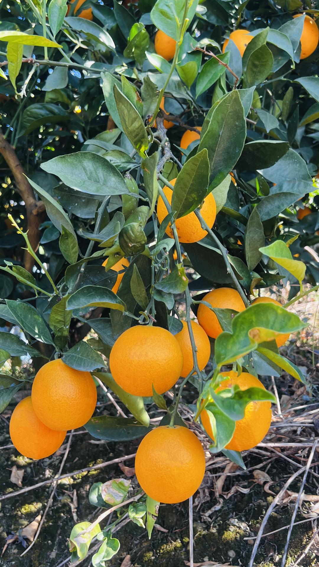 中国人民大学校友_人大校友捐赠抗疫药品_中国人民大学校友捐赠防疫物资