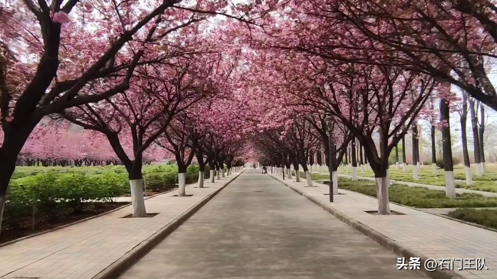 西北农林科技大学_西北农林科技大学学科实力_西北农林科技大学