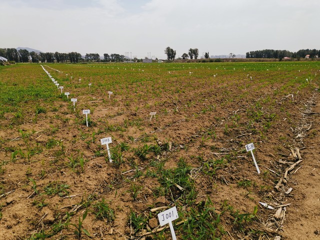 西北农林科技大学_西北农林科技大学_双一流大学西北农林科技大学