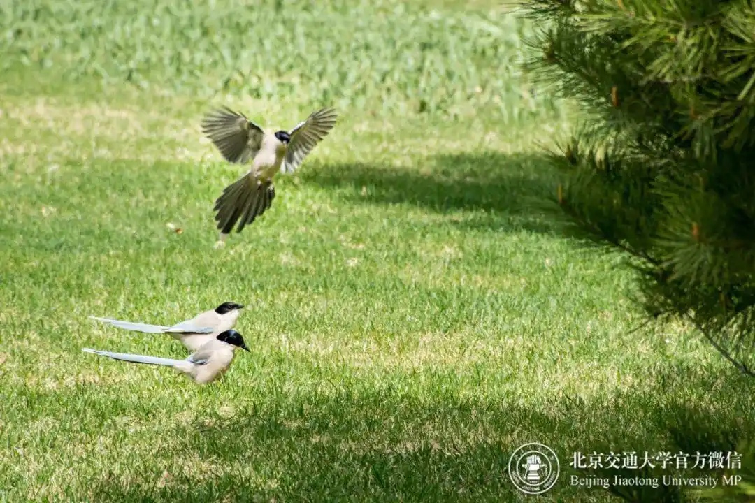 北京交通大学学生_北京交通大学网上预报到_北京交通大学新生指南